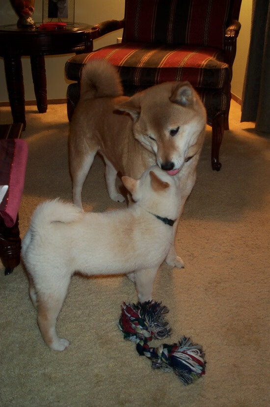 九游网页版官网入口-不眠之夜：五大联赛精彩夜场回顾，不眠之夜 smg live  第5张