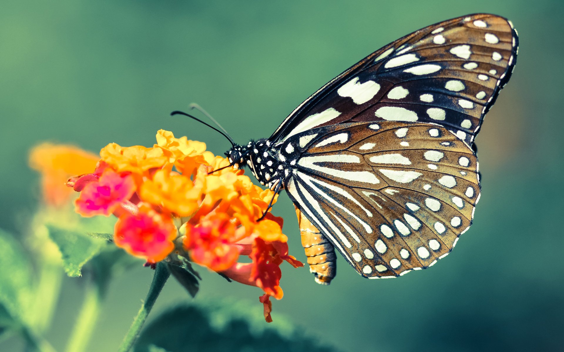 九游用户空间-世俱杯“淘汰赛激战”:黑马突围,谁能冲击冠军宝座? 第1张 九游用户空间-世俱杯“淘汰赛激战”:黑马突围,谁能冲击冠军宝座? 第1张