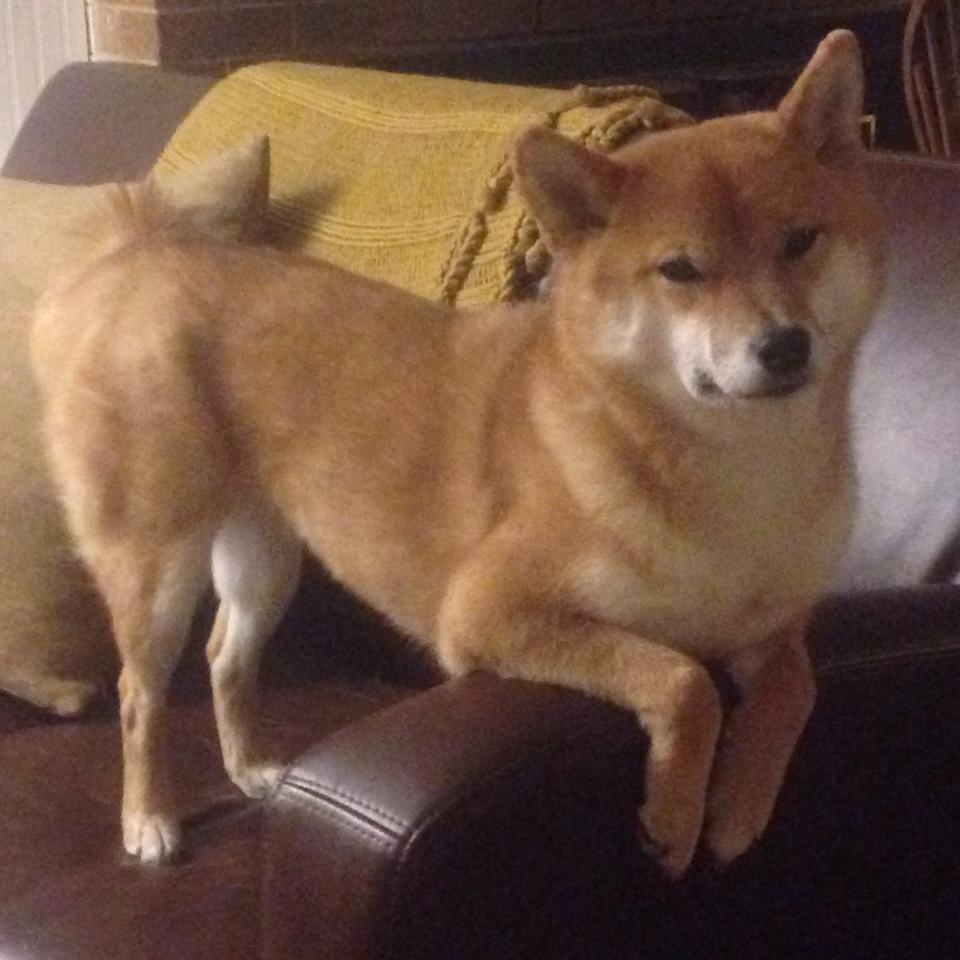 JIU YOU GAME-意甲球队引入AI语义解析提升战术会议信息传达清晰度,意甲球队分析 第3张 JIU YOU GAME-意甲球队引入AI语义解析提升战术会议信息传达清晰度,意甲球队分析 第3张