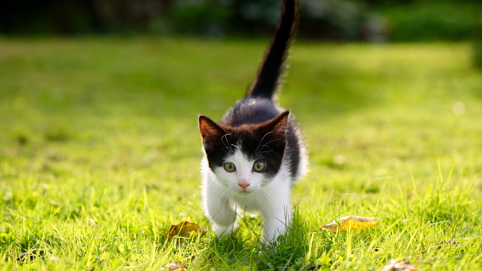 九游用户空间-智能训练辅助设备的开发与应用研究,智能训练是什么意思 第2张 九游用户空间-智能训练辅助设备的开发与应用研究,智能训练是什么意思 第2张