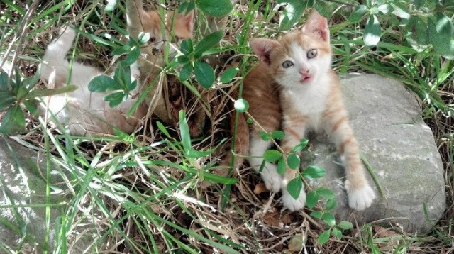 九游网-俱乐部文化建设未形成核心价值观,俱乐部型文化 第2张 九游网-俱乐部文化建设未形成核心价值观,俱乐部型文化 第2张