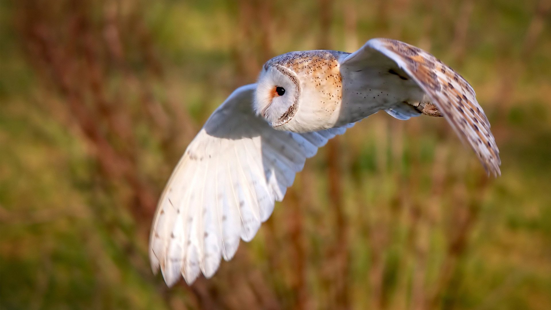 九游网-俱乐部文化建设未形成核心价值观,俱乐部型文化 第3张 九游网-俱乐部文化建设未形成核心价值观,俱乐部型文化 第3张