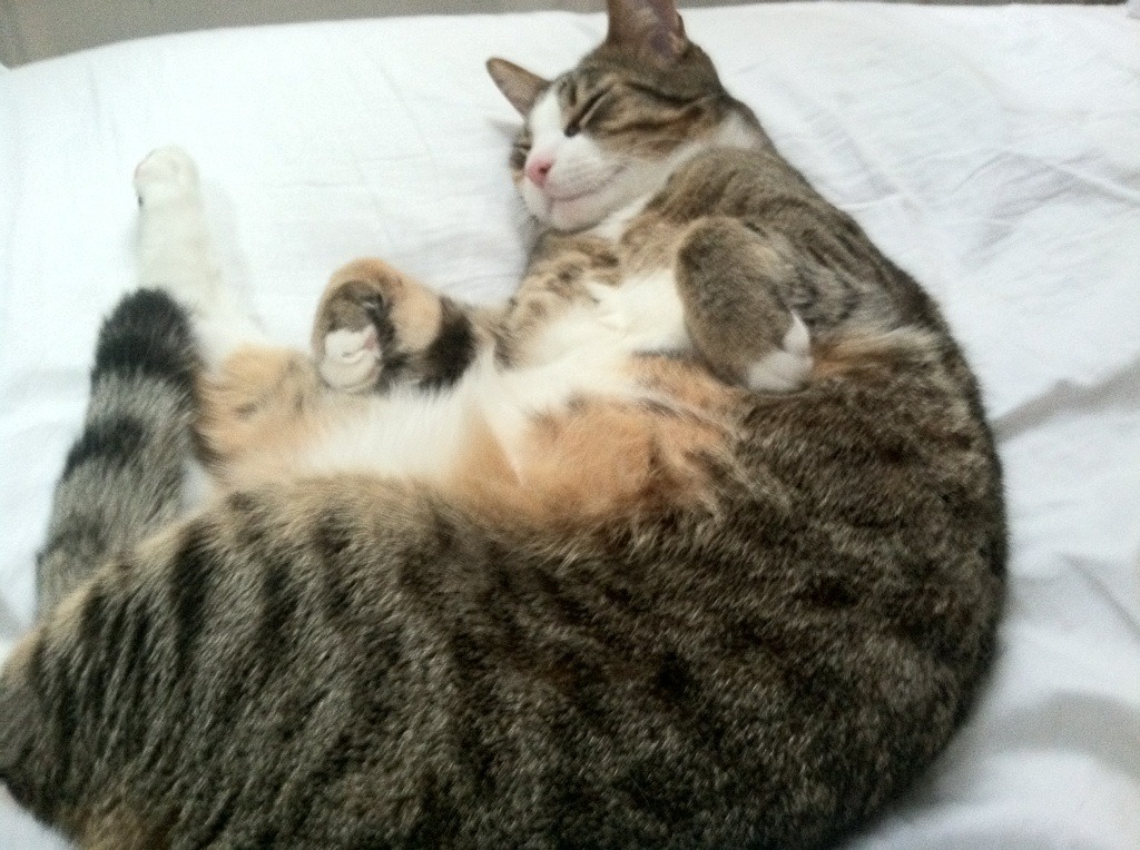 九游下载官网-中国足球国家队守门员技术专项训练取得突破，中国足球国家队守门员全部  第2张