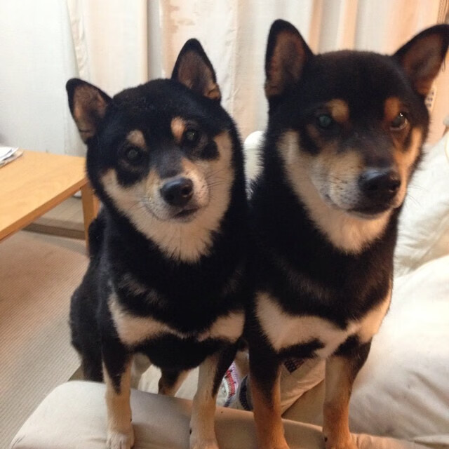 九游下载官网-中国足球国家队守门员技术专项训练取得突破，中国足球国家队守门员全部  第3张