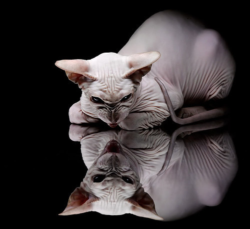 九游娱乐官网 (jiuyou)-美国女篮在奥运会决赛中击败强敌，实现五连冠壮举，美国女篮奥运会金牌