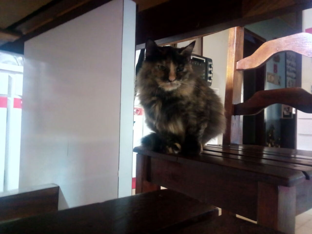 九游登录入口-自由泳接力奥地利惊险晋级，自由泳接力破纪录