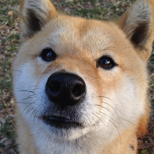 九游官网主页-隆戈:挑战对手防线,凭借冲击力与突破力成就传奇,隆戈尔生态公司的产品