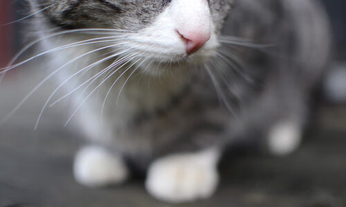 JIU YOU GAME-中国篮球在一带一路沿线国家的影响力拓展，中国篮球一代不如一代