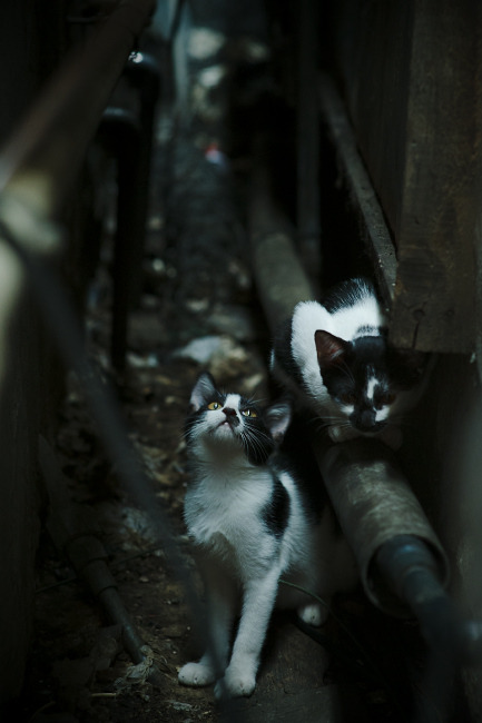 九游登录中心-中国篮球退役运动员社会就业与角色转换挑战，篮球运动员退役之后干什么