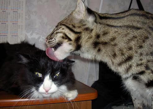 九游网游官网-中国足球青年球员心理素质教育机制探讨,足球运动员心理特征