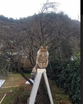 -五大联赛外援政策影响战术部署与引援策略,五大联赛能上几个外援