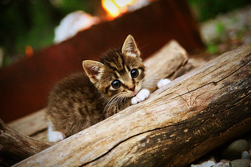 -切尔西中后场紧逼有效限制对手发挥，切尔西中场大将