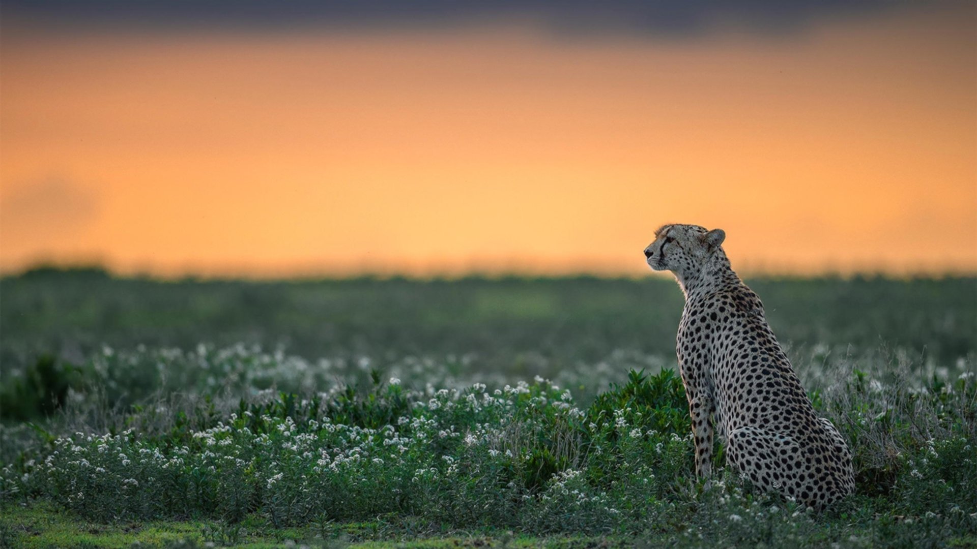 九游娱乐(jiuyou)官网-利雅得胜利豪购C罗续写传奇，利雅得球场
